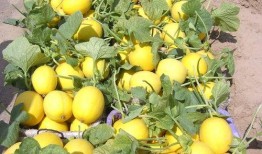 甜瓜爆料炮台视频大全,揭秘热门游戏幕后精彩瞬间