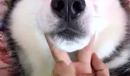 韩国哈士奇爆料视频播放,哈士奇爆料视频引发网友热议，揭秘真实韩国生活