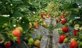草莓种植爆料怎么办呢视频,从“怎么办呢”视频学到的种植技巧
