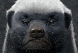 粉丝爆料平头哥视频大全,粉丝爆料，揭秘神秘生物的精彩瞬间