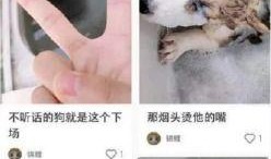 柯基最新爆料视频大全,萌态百出引网友热议