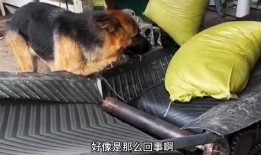 动物搞笑爆料大全视频,动物界的欢乐时光大盘点