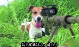 动物搞笑爆料大全视频,动物界的欢乐时光大盘点