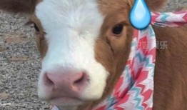 娱乐吃瓜酱的背景,揭秘娱乐圈幕后故事与热点事件