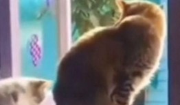 动物搞笑爆料大全视频,动物界的欢乐时光大盘点