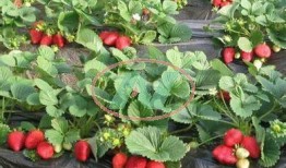 草莓种植爆料怎么办呢视频,从“怎么办呢”视频学到的种植技巧