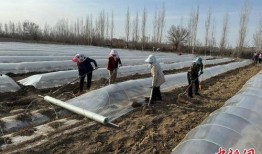 甜瓜爆料炮台视频大全,揭秘热门游戏幕后精彩瞬间