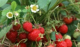 草莓种植爆料怎么办呢视频,从“怎么办呢”视频学到的种植技巧
