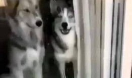 二哈视频谁爆料的,是谁掀起了这场网络热潮？