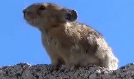 杰瑞直播回放爆料视频