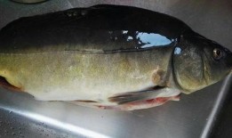 海鱼蚝油爆料方法视频教程,轻松掌握家常美味秘诀